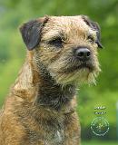 Border Terrier 8T087D-07